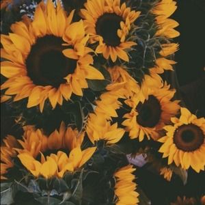 Meet your Posher, Alexa